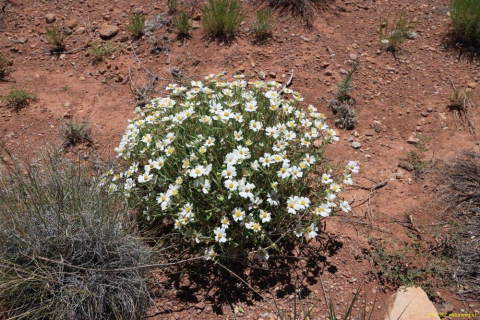 2019-05-28-R66-Santa-Rosa-Wüste-bis-Las-Vegas-NM-IM_R2740-1