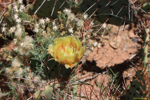 2019-05-28-R66-Santa-Rosa-Wüste-bis-Las-Vegas-NM-IM_R2762-1