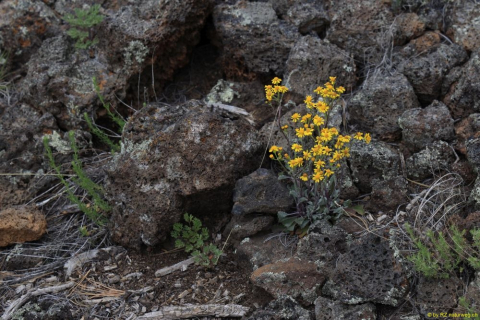 2019-05-30-R66-San-Rafael-El-Malpais-NP-Bandera-Krater-Eishöhle-IM_R2950-1