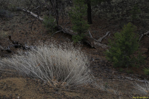 2019-05-30-R66-San-Rafael-El-Malpais-NP-Bandera-Krater-Eishöhle-IM_R2952-1
