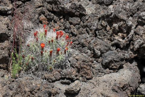 2019-05-30-R66-San-Rafael-El-Malpais-NP-Bandera-Krater-Eishöhle-IM_R2979-1_bearbeitet-1