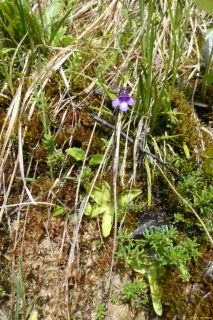 2022-06-21-SAC-Gruensee-Fuerggli-031