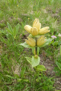 2022-06-21-SAC-Gruensee-Fuerggli-064
