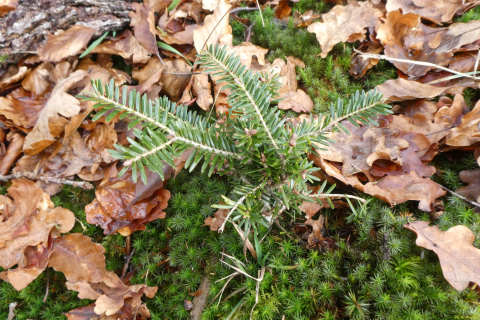 2022-01-10-SAC-RS-Goldach-Hoehe-074