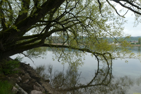 2023-05-02-SteinaRhein-HKlinge-016