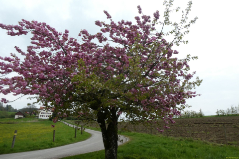 2023-05-02-SteinaRhein-HKlinge-040