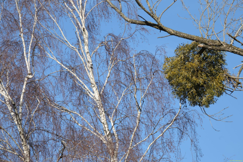 2024-01-16-SAC-Gaissauer-Riet-R6II0993