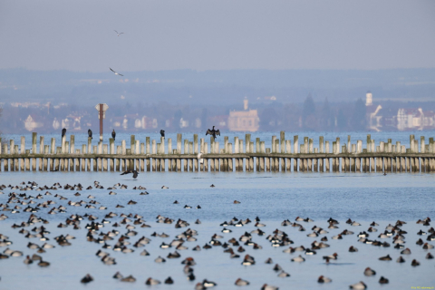 2024-01-16-SAC-Gaissauer-Riet-R6II0998