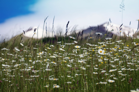 2024-05-20-Seewis-Narzissen-und-Blumen-R6II3022_bearbeitet-1