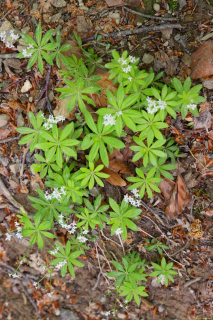 2024-05-20-Seewis-Narzissen-und-Blumen-R6II3030_bearbeitet-1