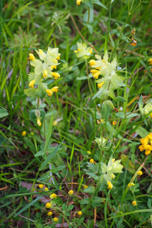 2024-05-20-Seewis-Narzissen-und-Blumen-R6II3040_bearbeitet-1