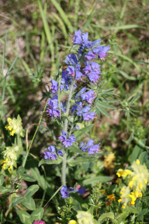 2024-05-20-Seewis-Narzissen-und-Blumen-R6II3023