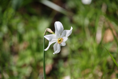 2024-05-20-Seewis-Narzissen-und-Blumen-R6II3067