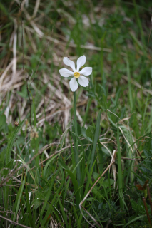 2024-05-20-Seewis-Narzissen-und-Blumen-R6II3072