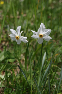 2024-05-20-Seewis-Narzissen-und-Blumen-R6II3097