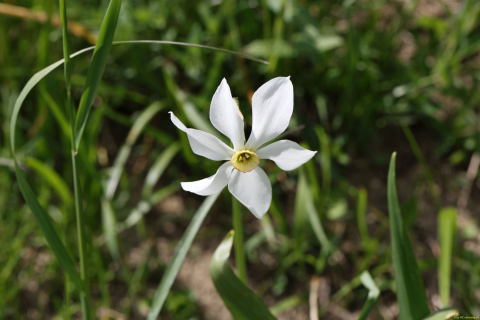 2024-05-20-Seewis-Narzissen-und-Blumen-R6II3102