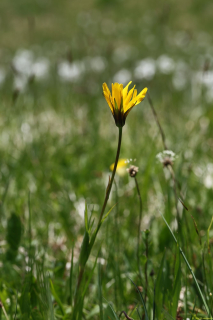 2024-05-20-Seewis-Narzissen-und-Blumen-R6II3118