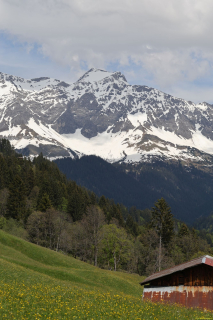 2024-05-20-Seewis-Narzissen-und-Blumen-R6II3129