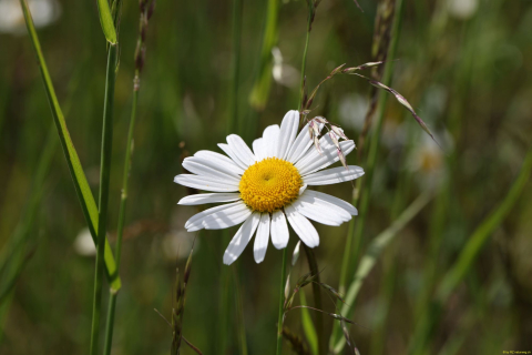 2024-05-20-Seewis-Narzissen-und-Blumen-R6II3154