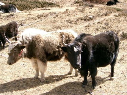 2003 11 15 Nepal Trek 9-03