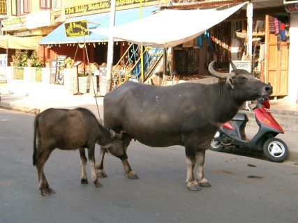 2003 11 19 Nepal Phokera-31