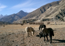 2003 11 13 Nepal Trek 7-20