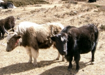 2003 11 15 Nepal Trek 9-03