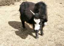 2003 11 15 Nepal Trek 9-04
