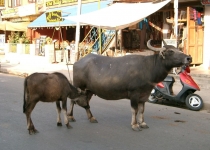 2003 11 19 Nepal Phokera-31