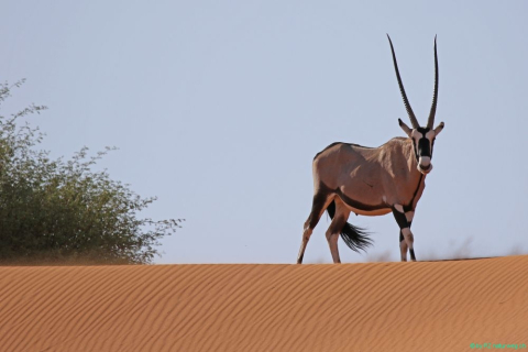 2016 12 01 Namib Sossusvlei-613_bearbeitet-1