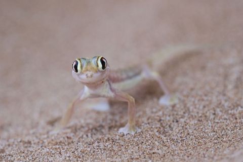 2016 12 03 Namib Wüste-118_bearbeitet-1