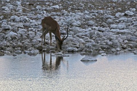 2016 12 05 Namib Etosha NP-298-1_bearbeitet-1