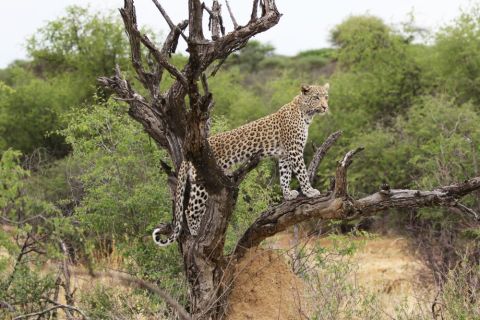 2016 12 08 Namib Otjiwarongo-0245-1_bearbeitet-1