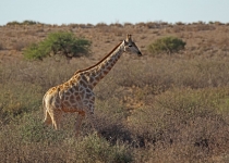 2016 11 27 Namib Fish River-144-1_bearbeitet-1