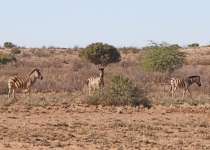 2016 11 27 Namib Fish River-278-1_bearbeitet-1