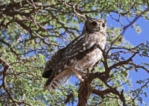 2016 11 27 Namib Fish River-417-1_bearbeitet-1