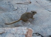 2016 11 27 Namib Fish River-661-1_bearbeitet-1