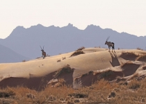 2016 11 28 Namib RandNaturpark-396-1_bearbeitet-1