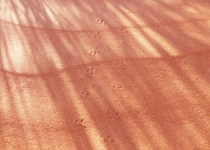 2016 11 29 Namib RandNaturpark-295-1_bearbeitet-1