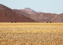 2016 11 29 Namib RandNaturpark-341-1_bearbeitet-1