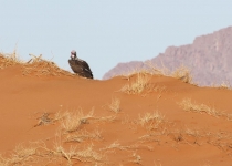 2016 11 29 Namib RandNaturpark-378-1_bearbeitet-1