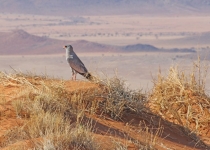 2016 11 29 Namib RandNaturpark-466-1_bearbeitet-1