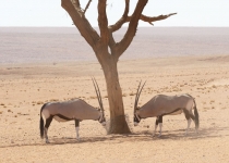 2016 11 30 Namib Naukluft NP-094-1_bearbeitet-2