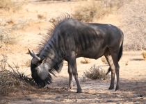 2016 12 01 Namib Sossusvlei-600_bearbeitet-1