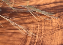 2016 12 01 Namib Sossusvlei-650_bearbeitet-1