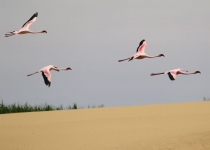 2016 12 02 Namib Swakopmund-246-1_bearbeitet-1