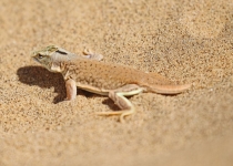 2016 12 03 Namib Wüste-015_bearbeitet-1