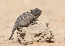 2016 12 03 Namib Wüste-045