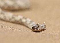 2016 12 03 Namib Wüste-105_bearbeitet-1
