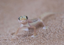 2016 12 03 Namib Wüste-118_bearbeitet-1